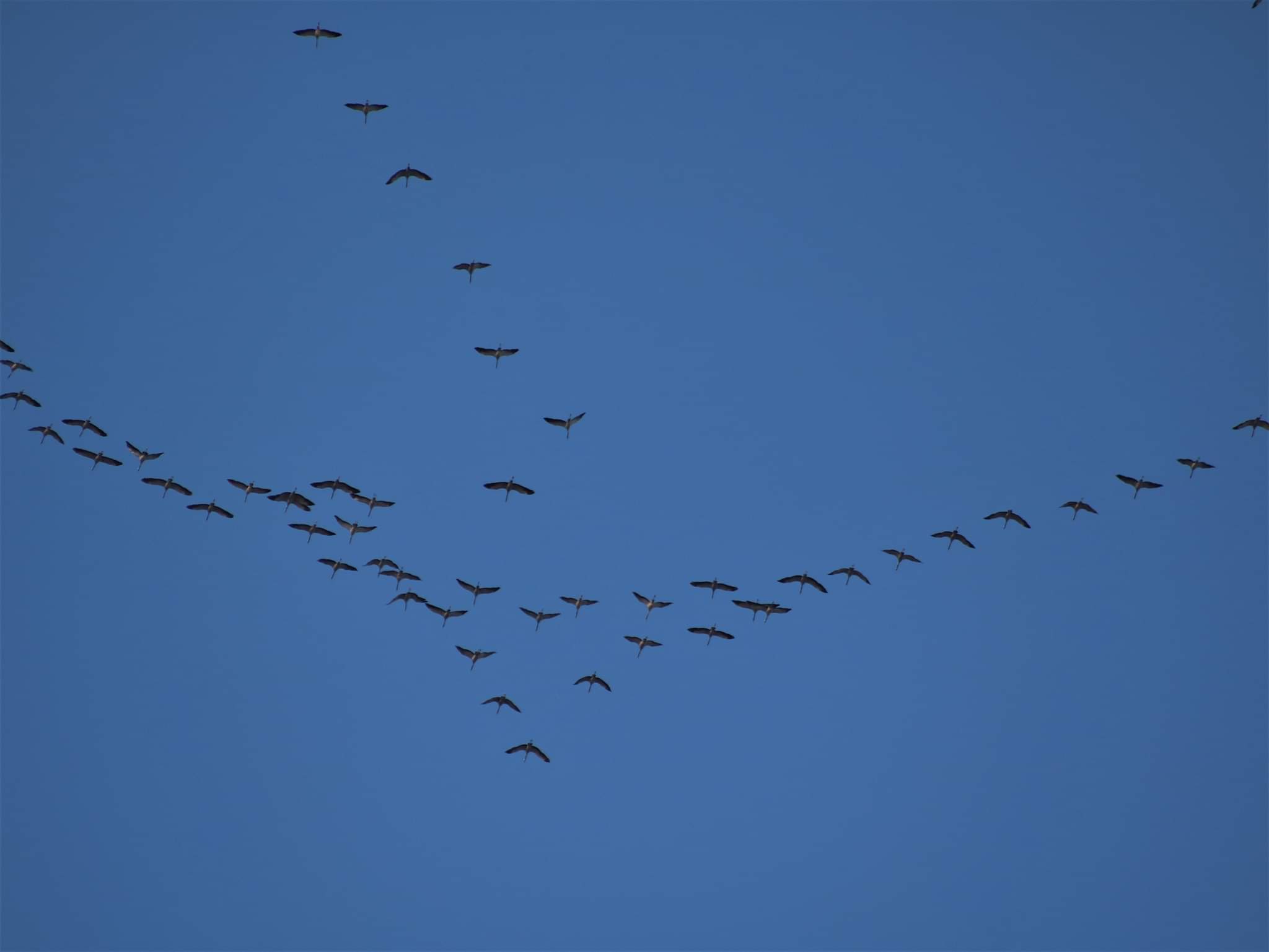 Rossella Bozzano gru beigua birdwatching