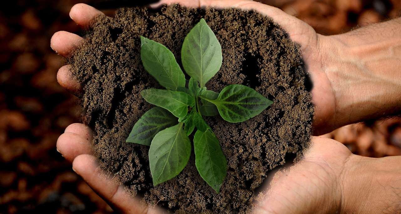 terra, agricoltura,