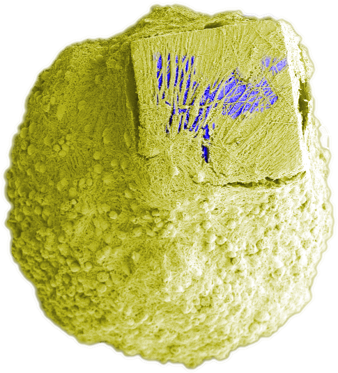 mini-organi ibridi con microchip