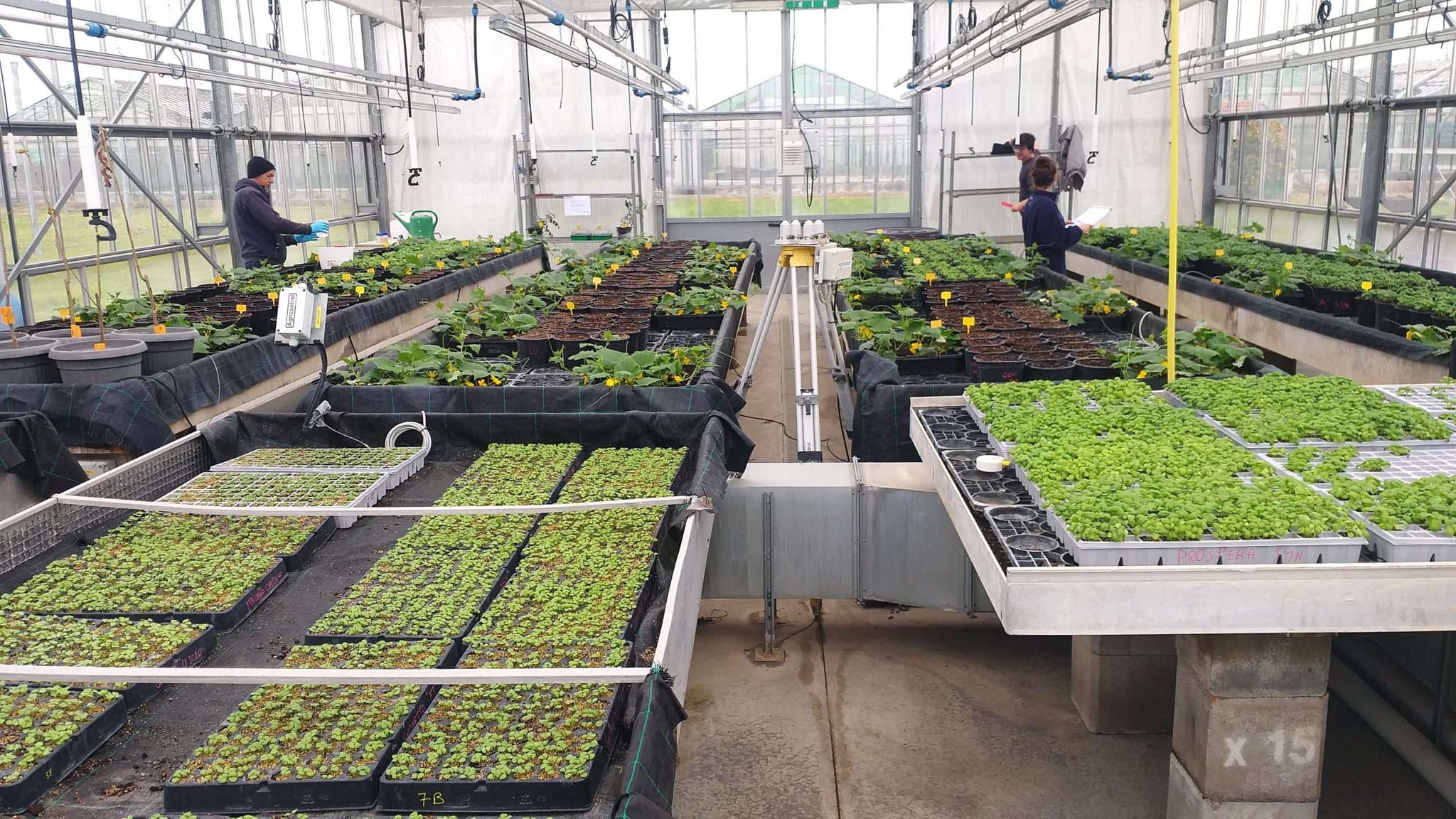 agricoltura