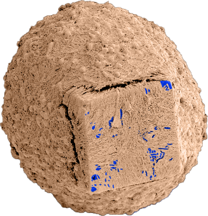 mini-organi ibridi con microchip