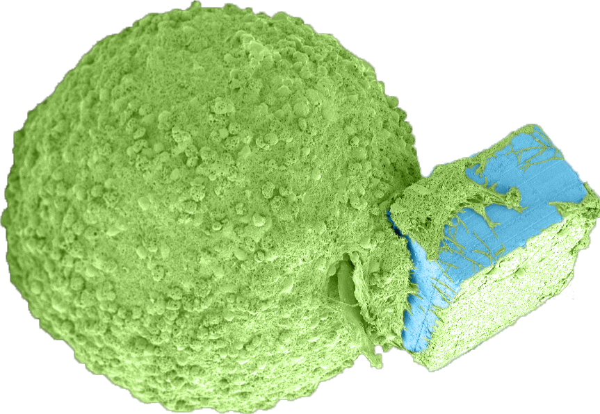 organi microchip iit sistema nervoso