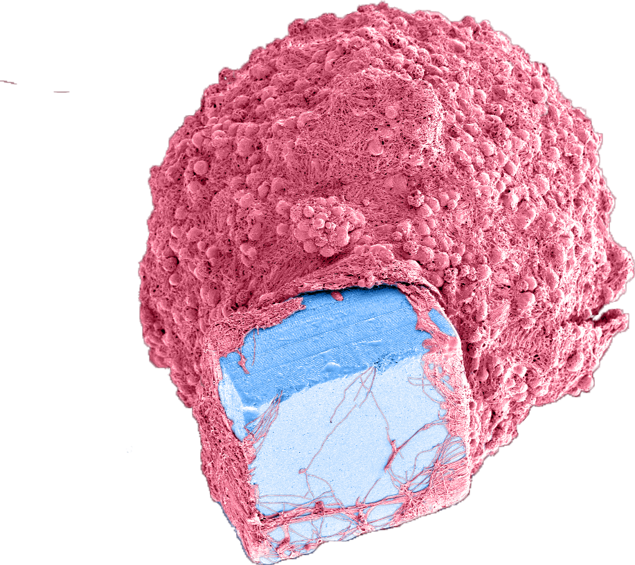 mini-organi ibridi con microchip