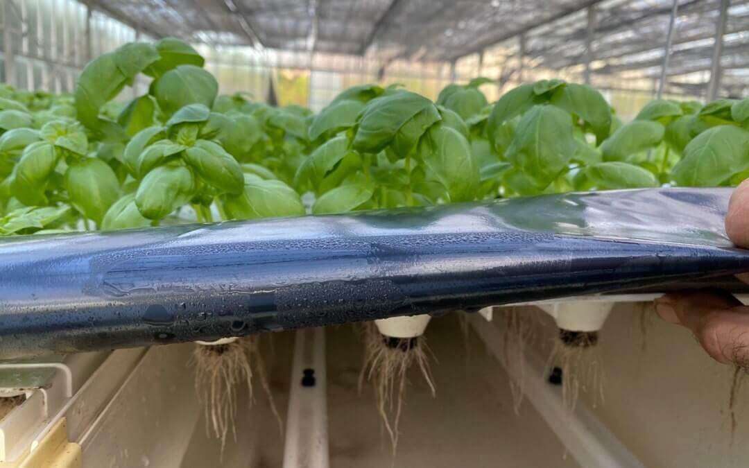 Basilico-Agricoltura-Aeroponica-Gazzotti1