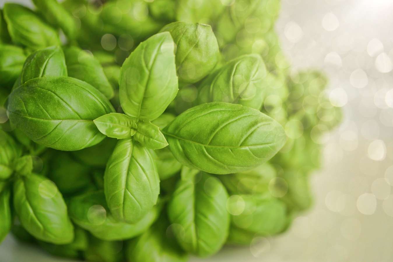 piante aromatiche basilico liguria