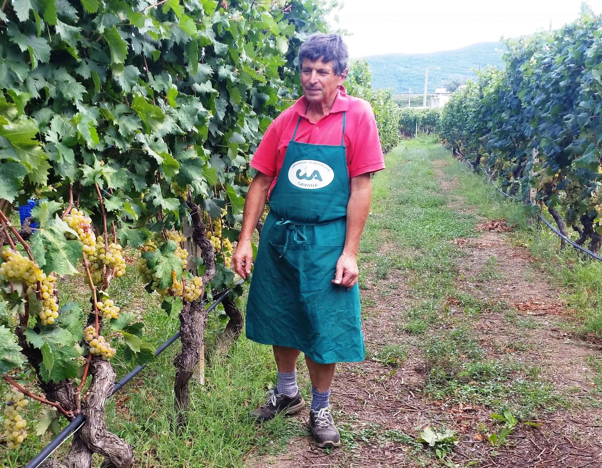 vigneti vino