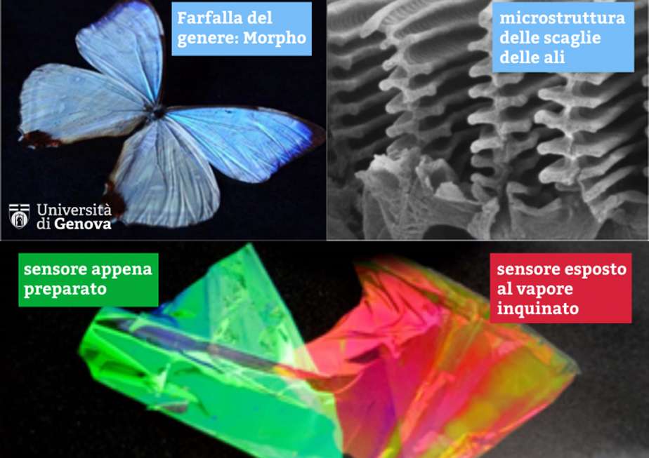 farfalla sensori unige