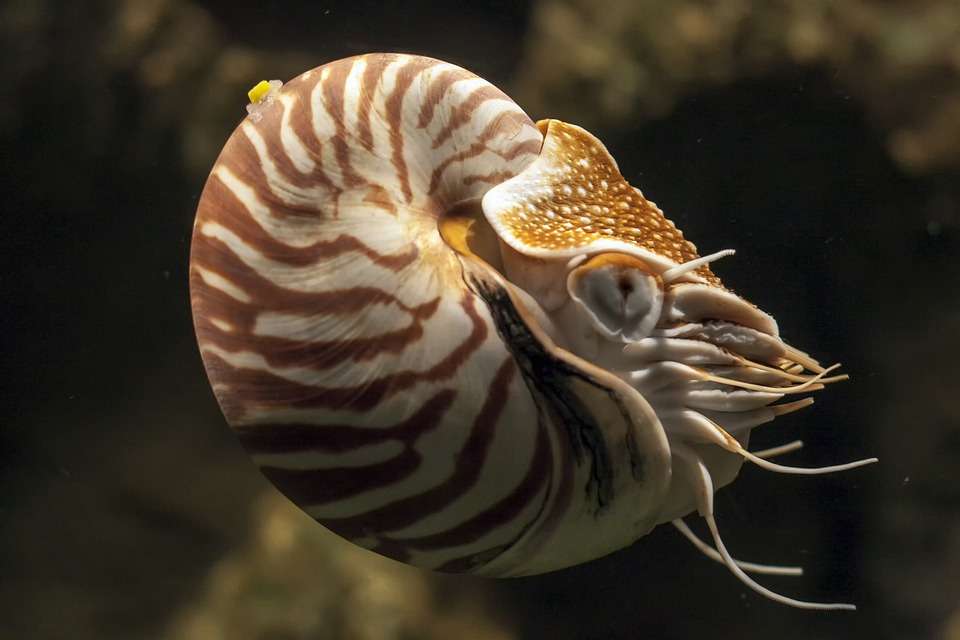 nautilus-5054128_960_720