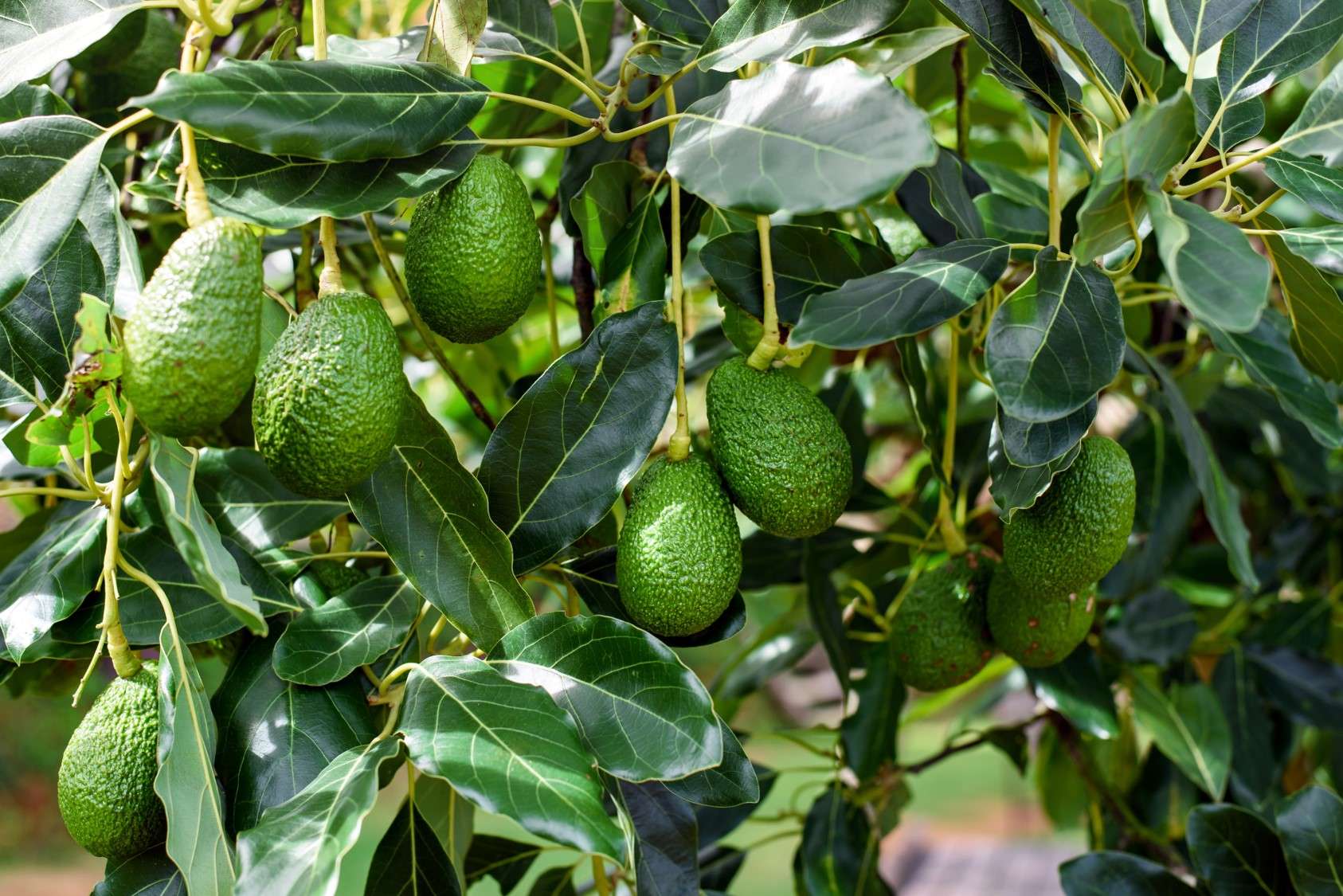 Avocado Messico orsero