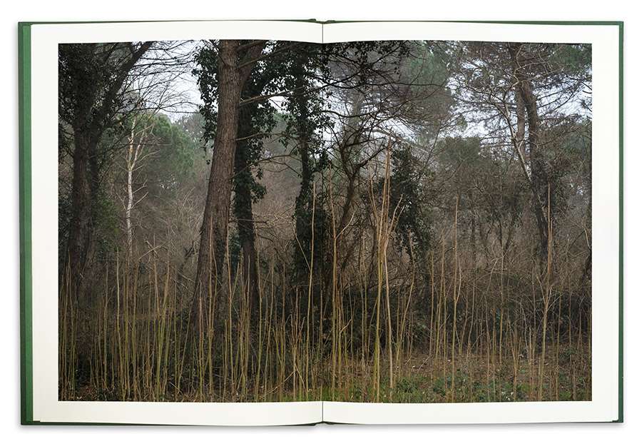 La Divina Foresta Spessa e Viva