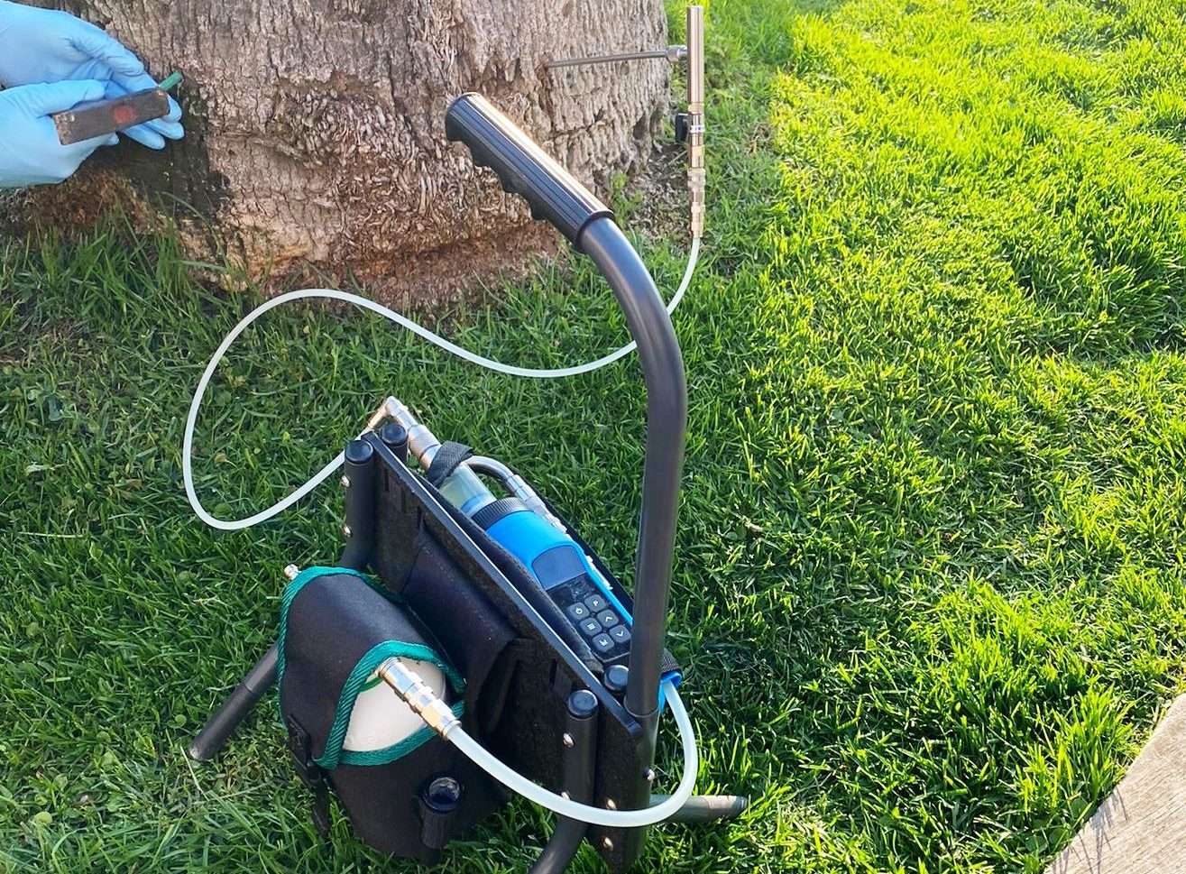 Trattamento palme punteruolo rosso