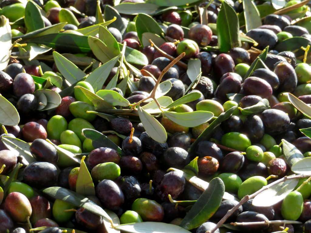 olio olive