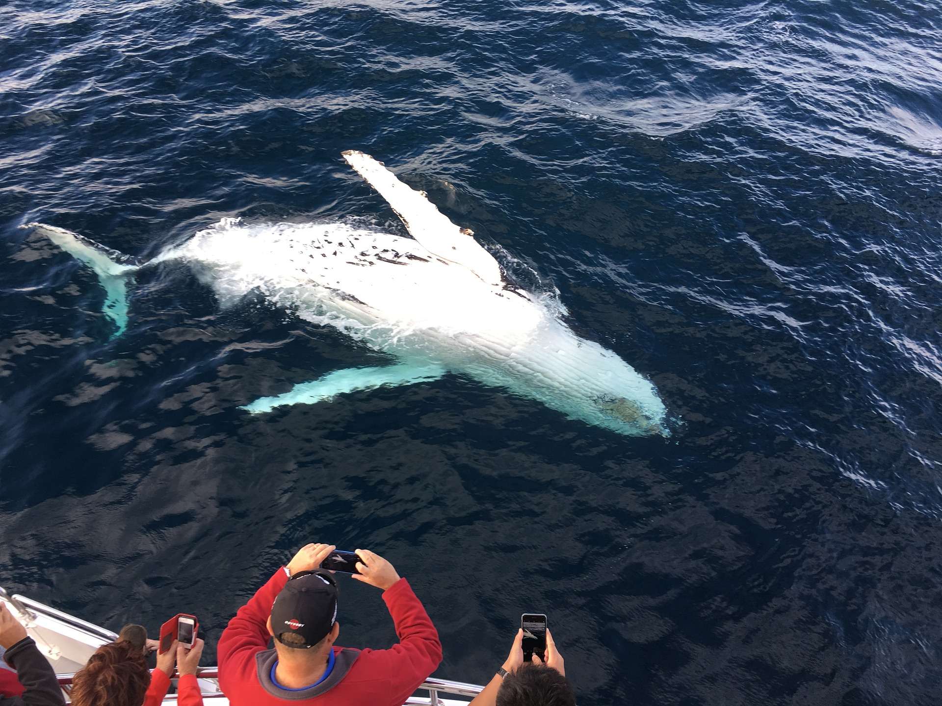 whale watching gold coast