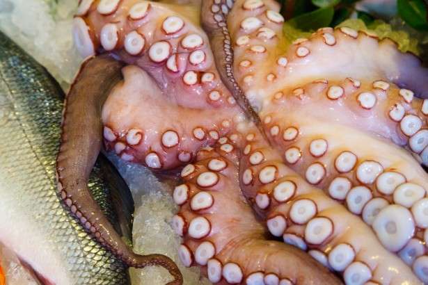 fresh-octopus