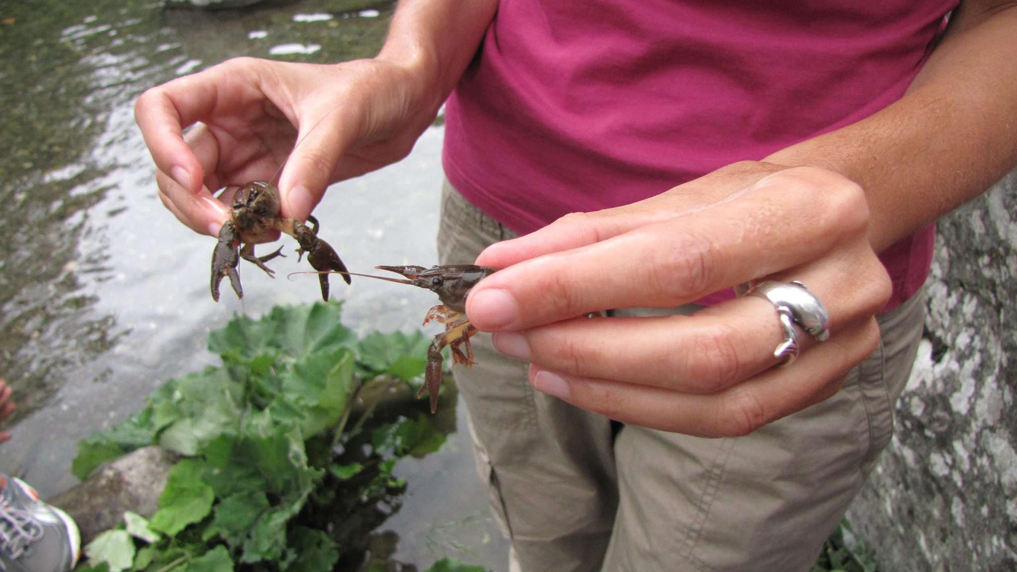 gameri