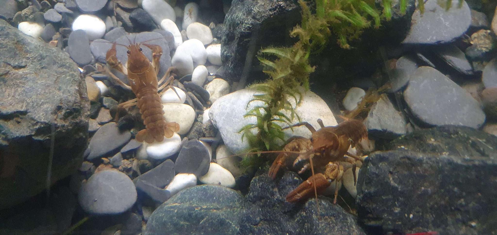 gamberi fiume