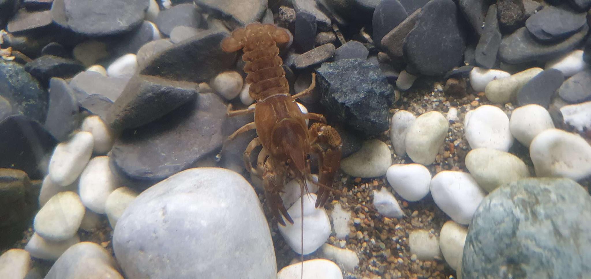 gamberi fiume