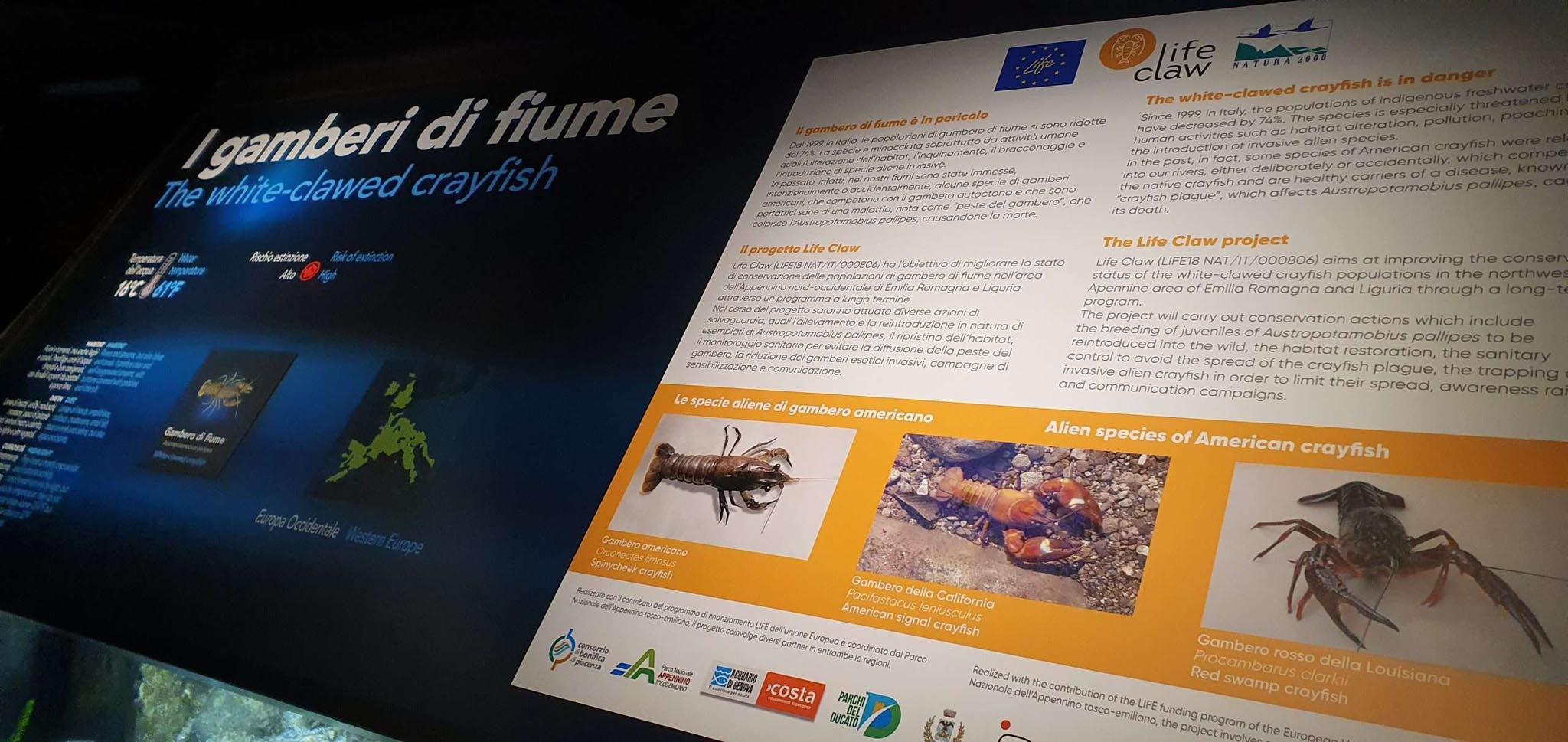 gamberi fiume
