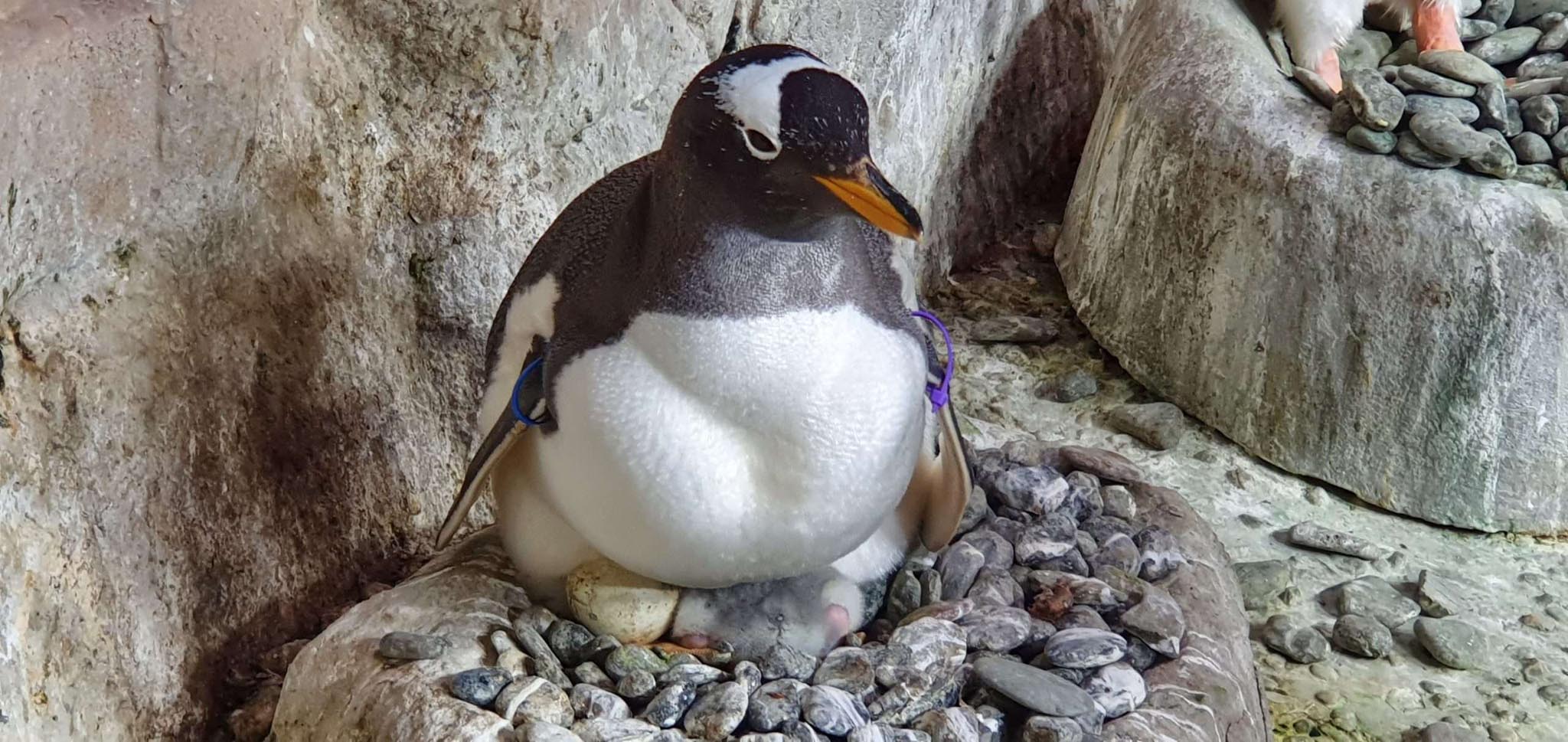 Papà Kowalski cova pulcino_20210709_144601