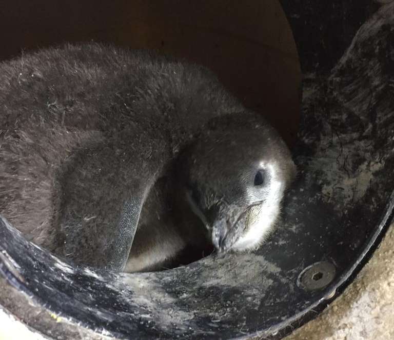 Pulcino di pinguino di Magellano nel nido