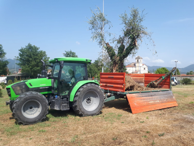 Ripiantumazione Ulivi San Lazzaro