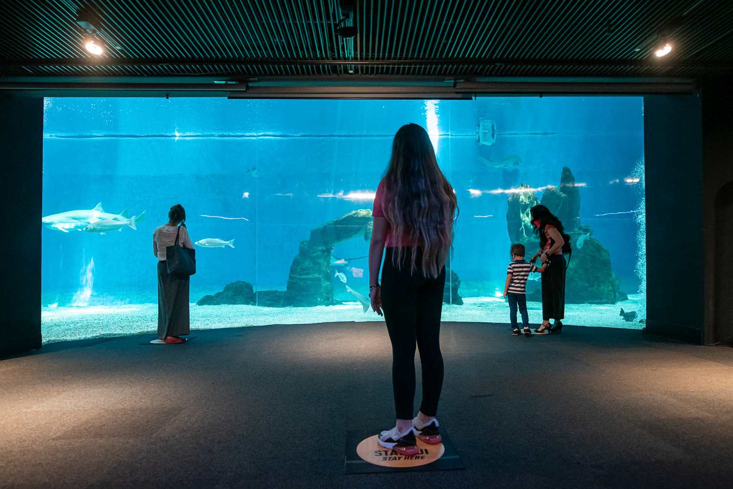 Vasca degli Squali Acquario di Genova_media