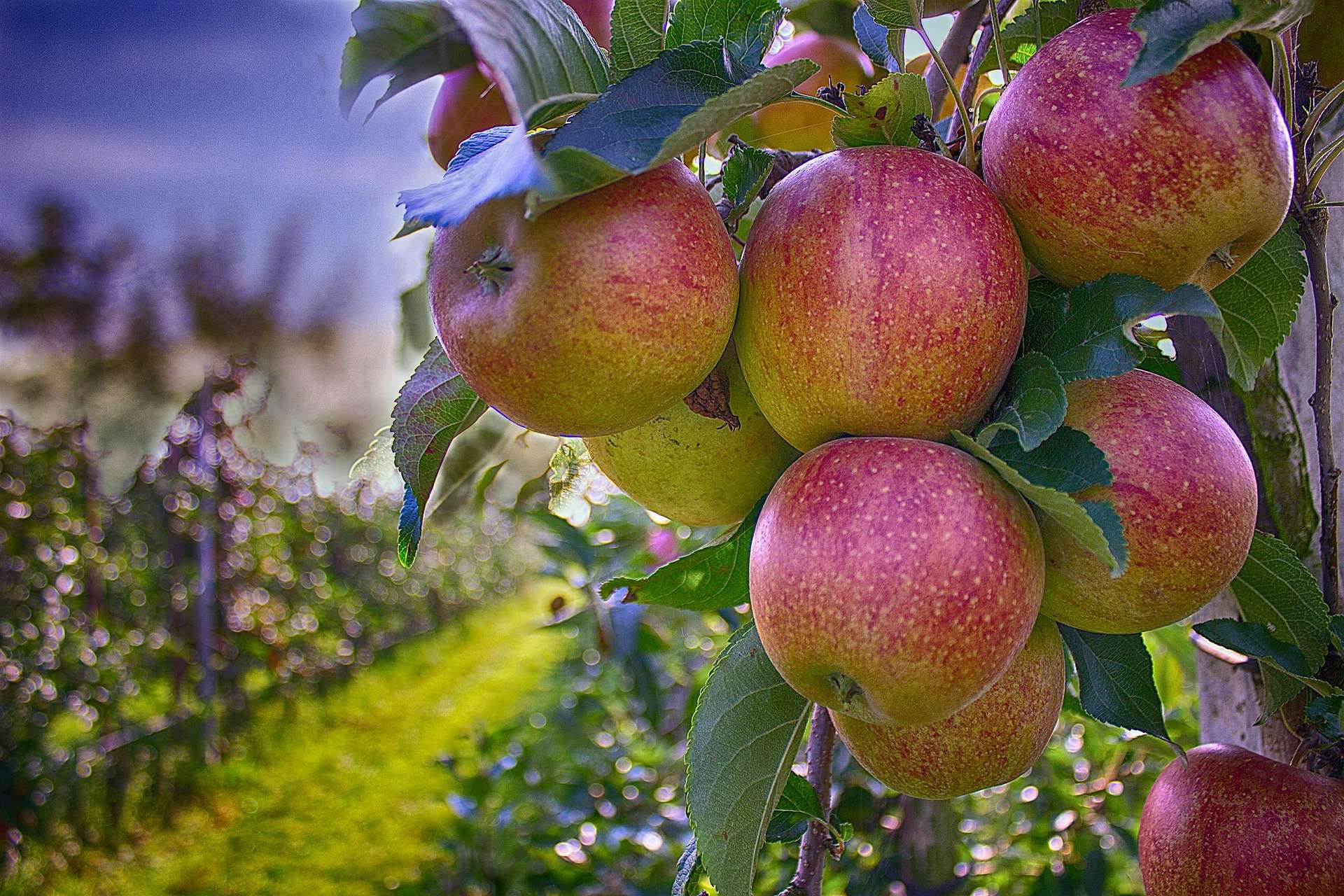 frutteto