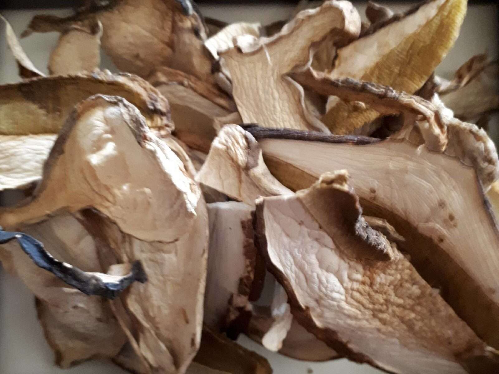 funghi