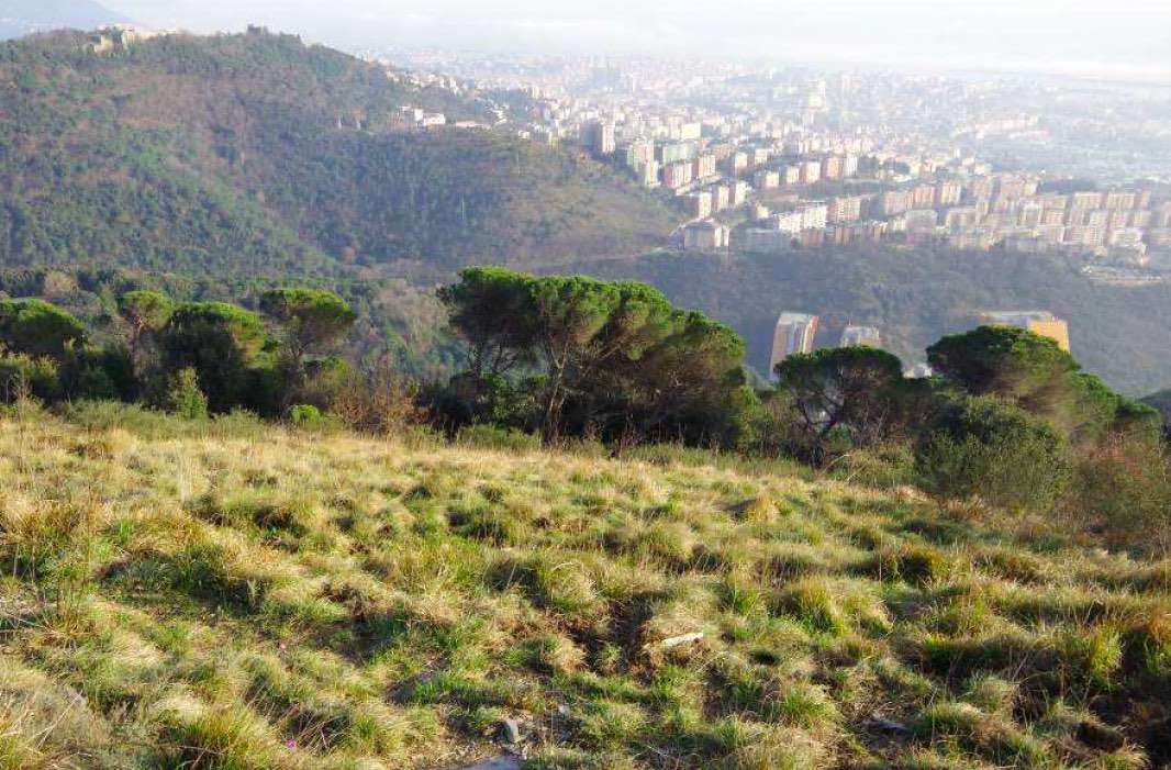 peralto – una delle zone da riforestare