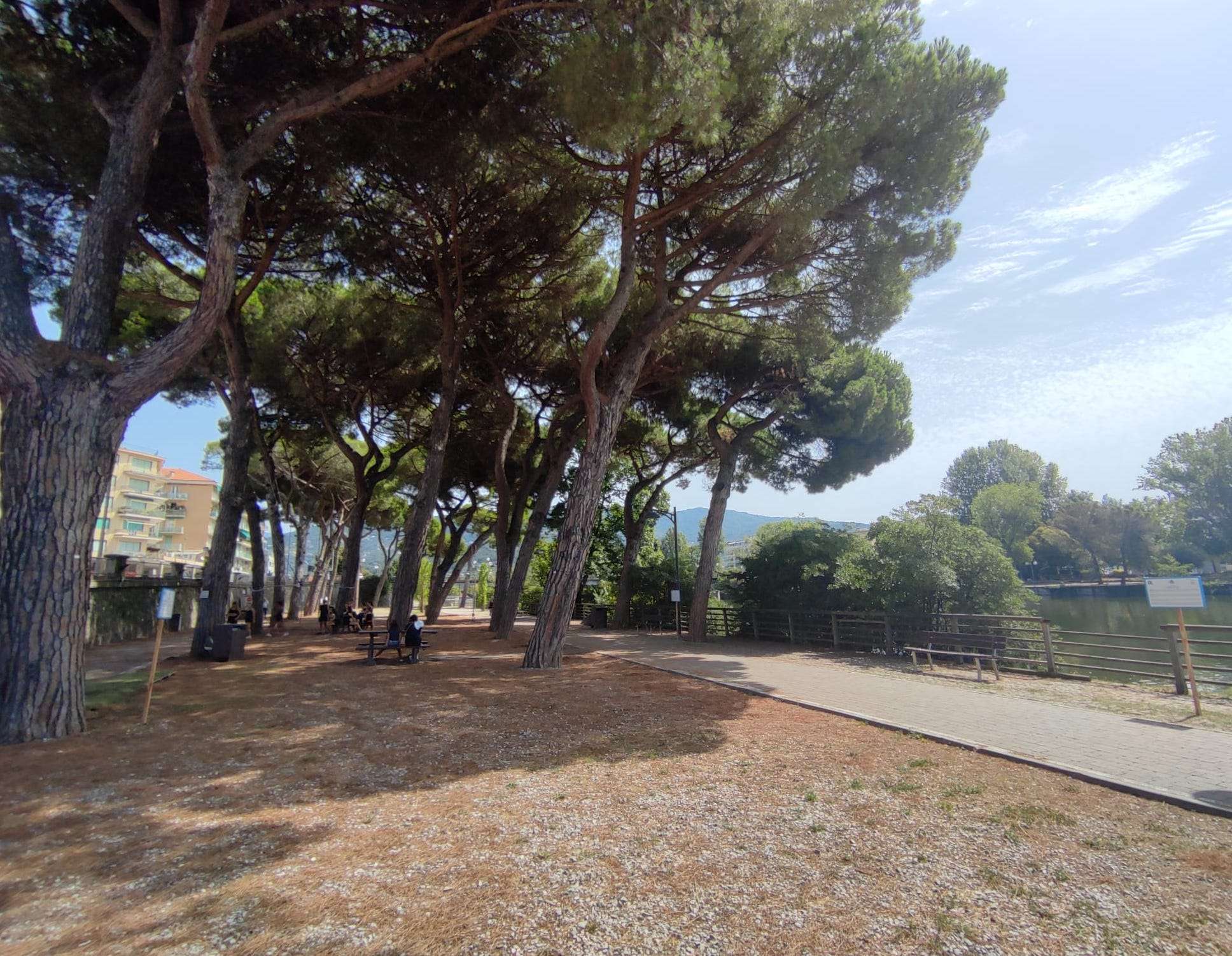 pini marittimi chiavari parco