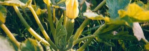 zucchino genovese agriliguria
