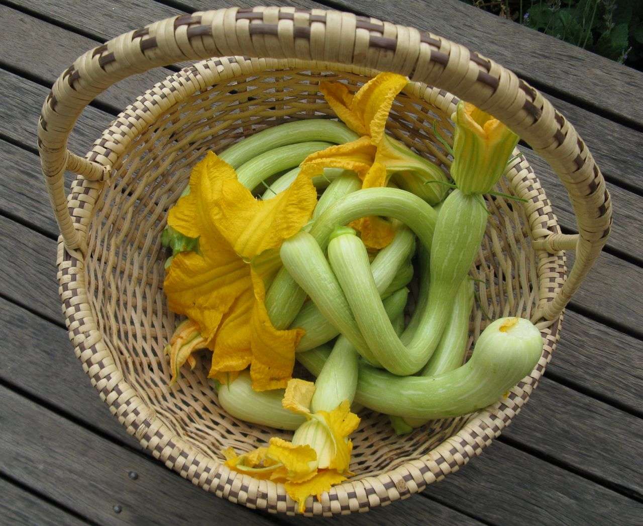 zucchino trombetta