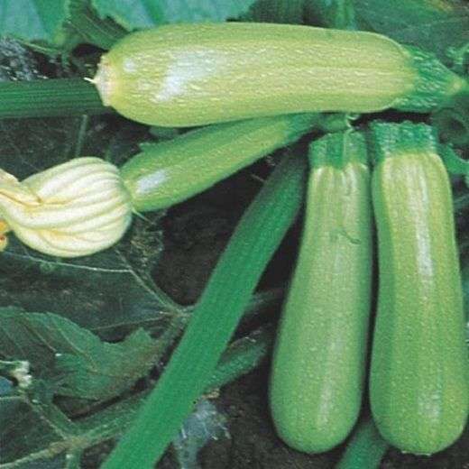 zucchino_genovese
