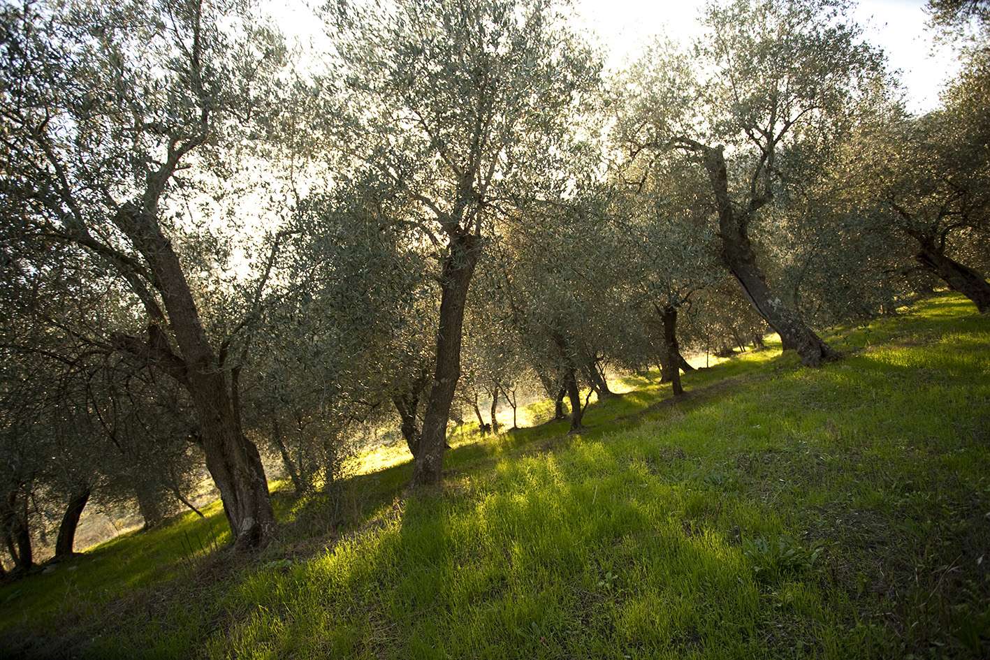 oliveto azienda olive