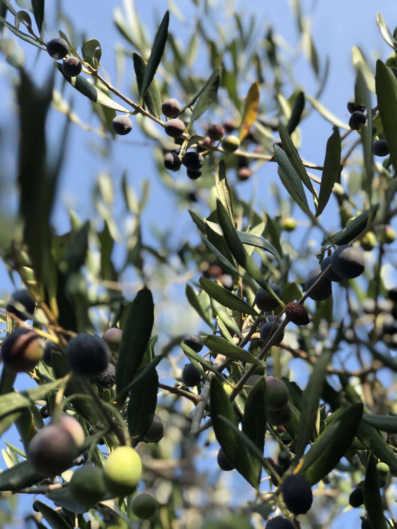 OLIOLIVA3
