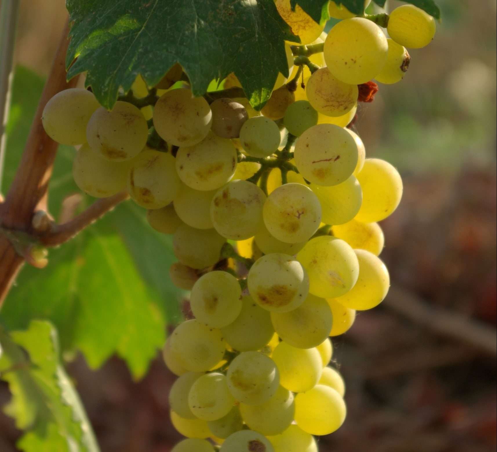 Rolle_ou_Vermentino