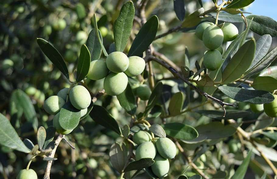olives-olive-trees-mediterranean-food