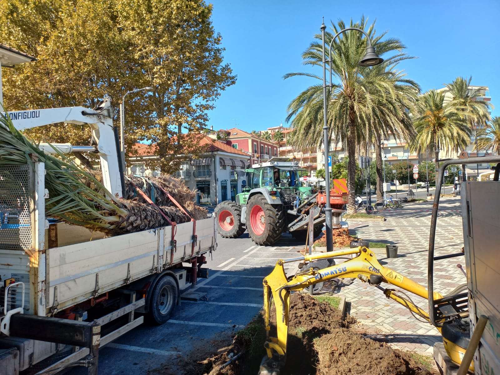 palme nuove albenga