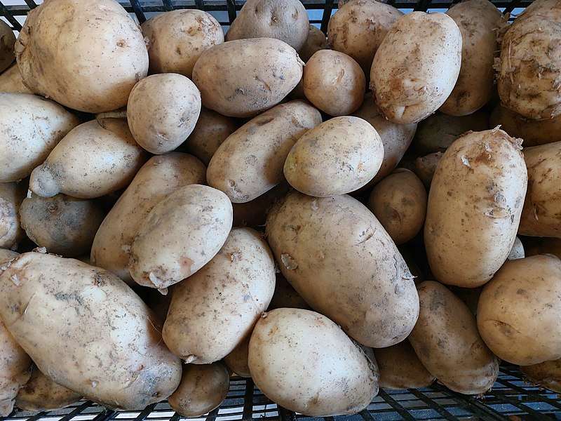Patate_appena_raccolte