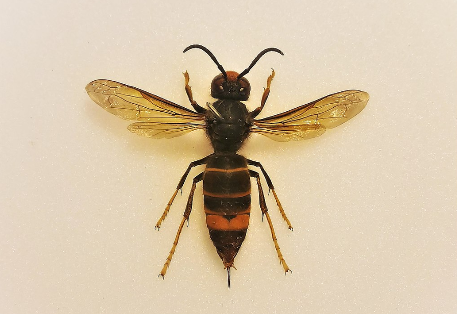 Vespa Velutina