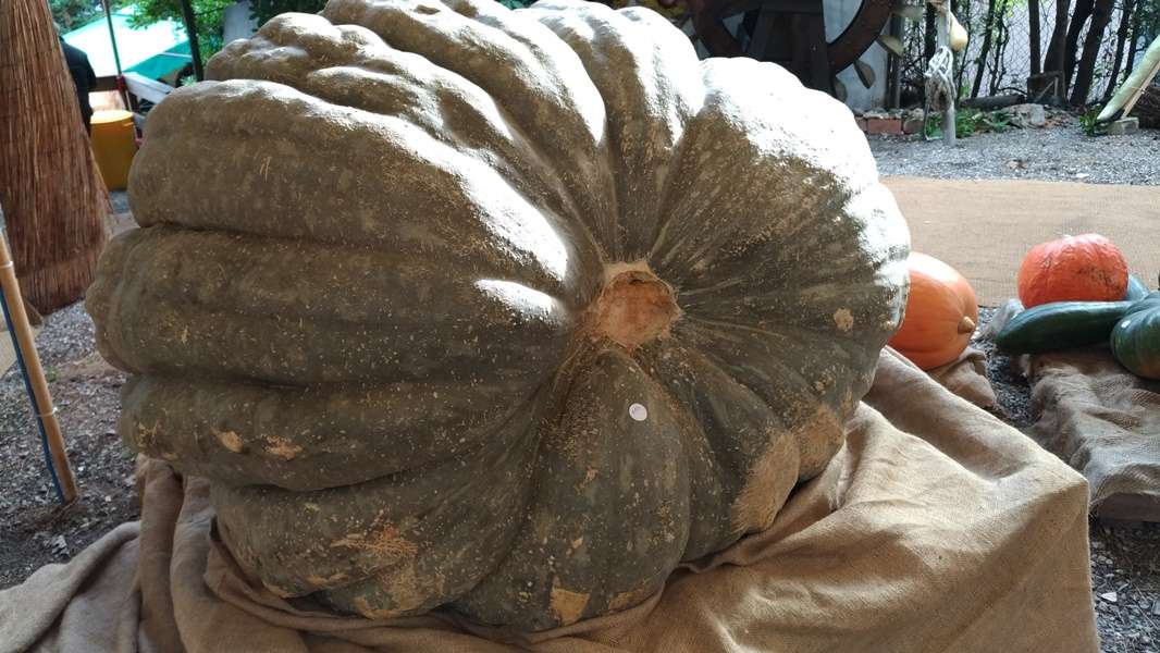 Zucca 1