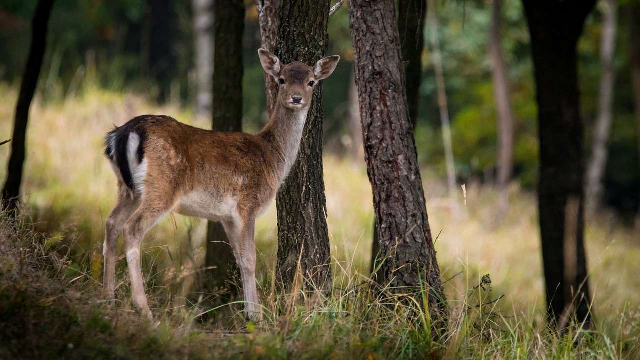 daino fauna ligure selvatico