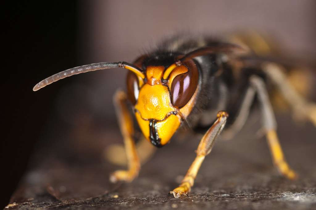velutina