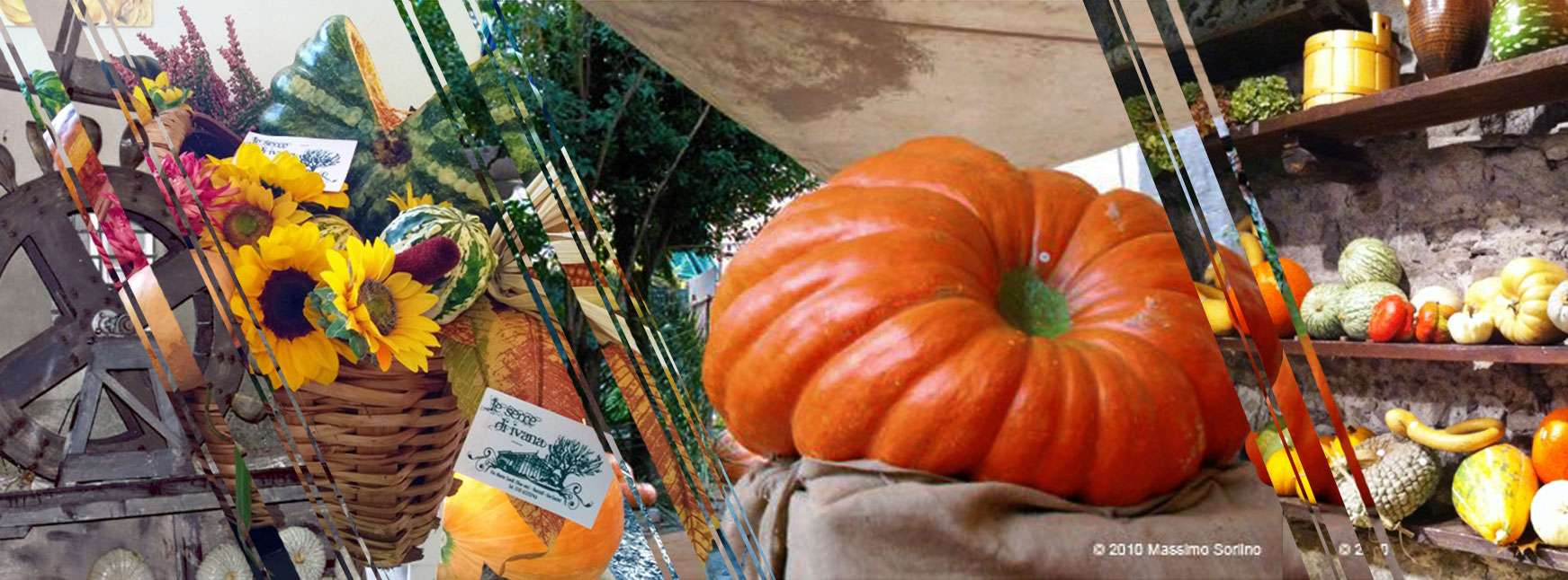 zucca fb