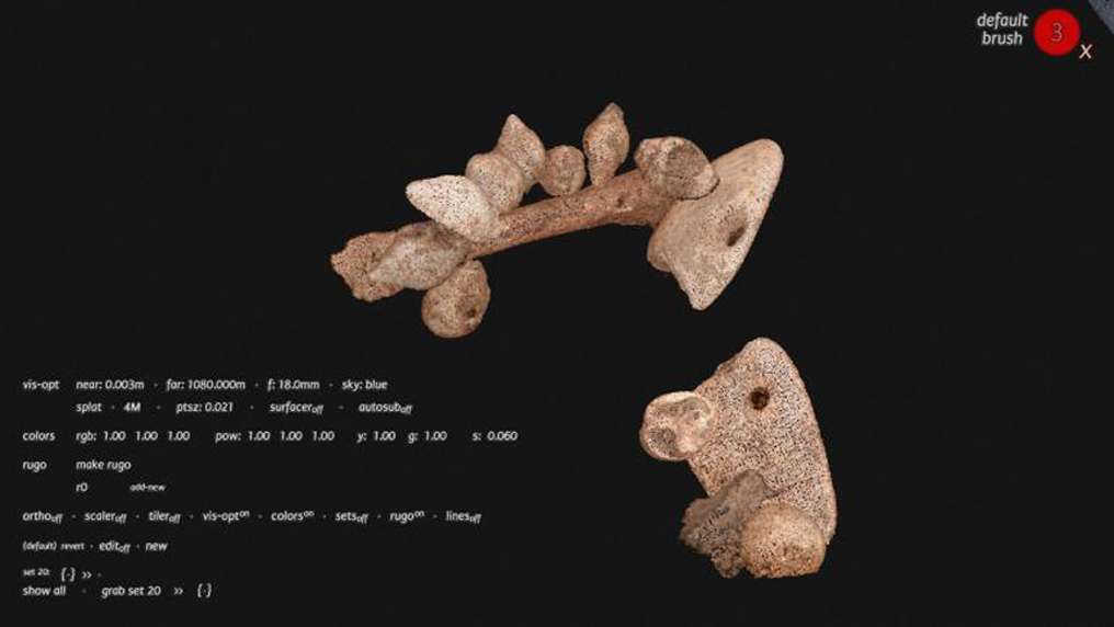 humerus_with_beads