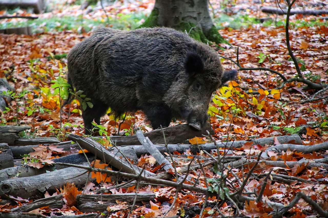 cinghiale peste suina