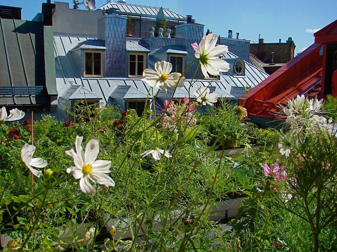 green-roof-5104389_1280