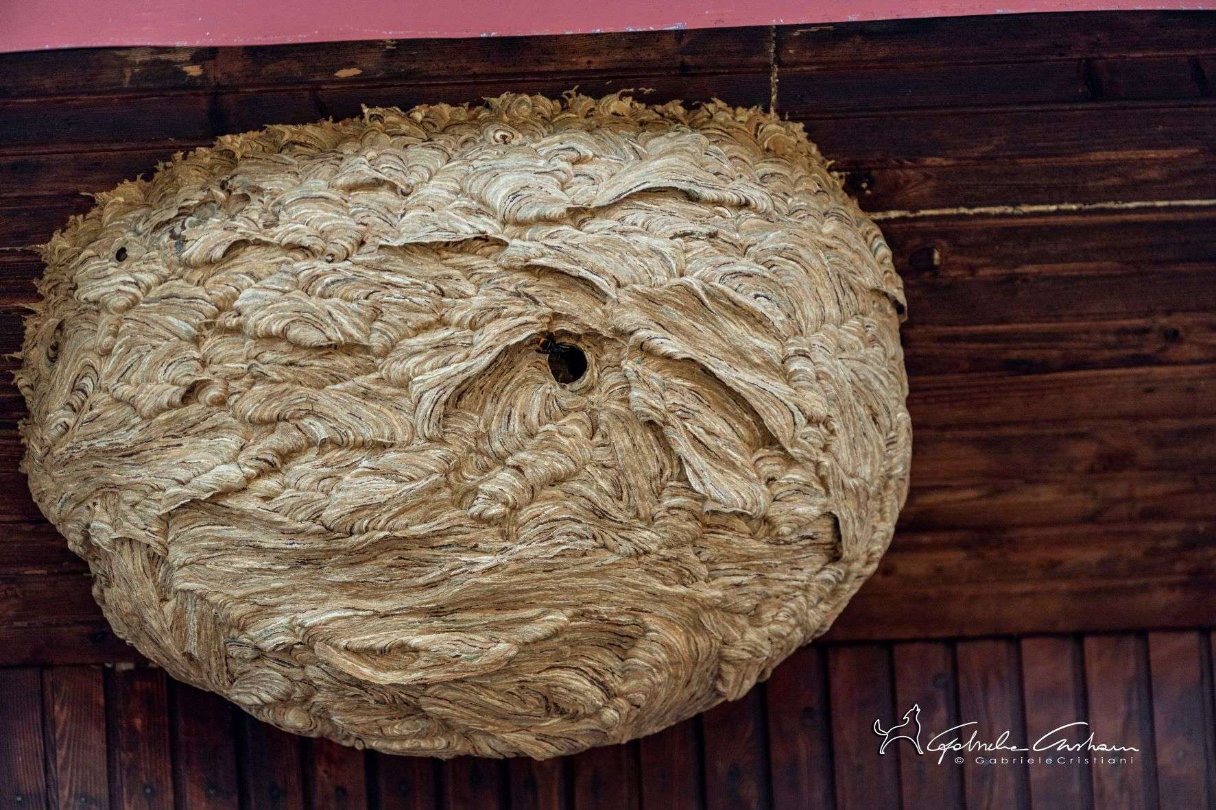 nido vespa velutina