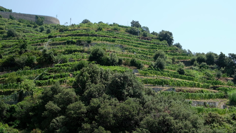 Estrazione di sostanze funzionali dalle vinacce _18035