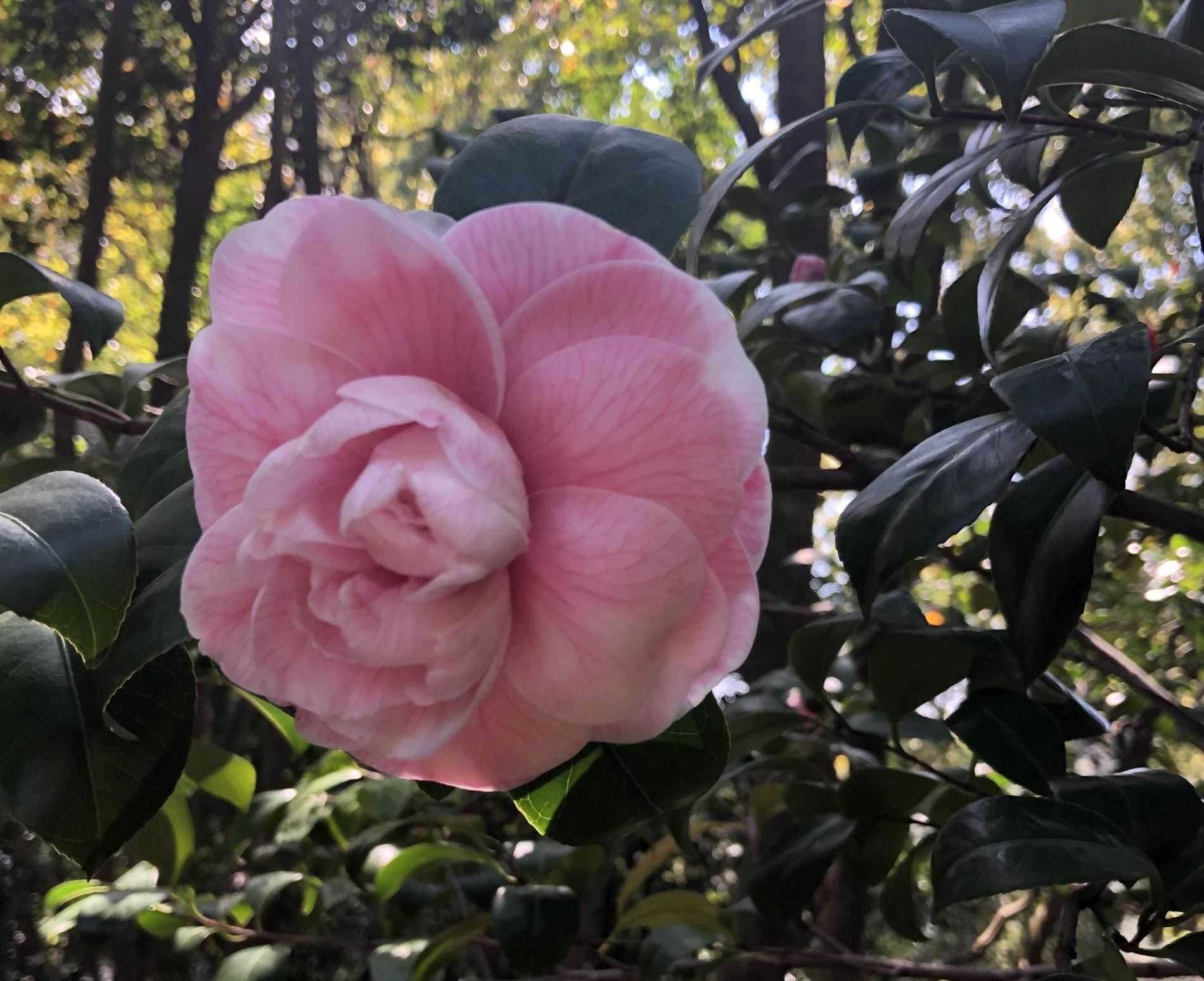 Pallavicini_camelia